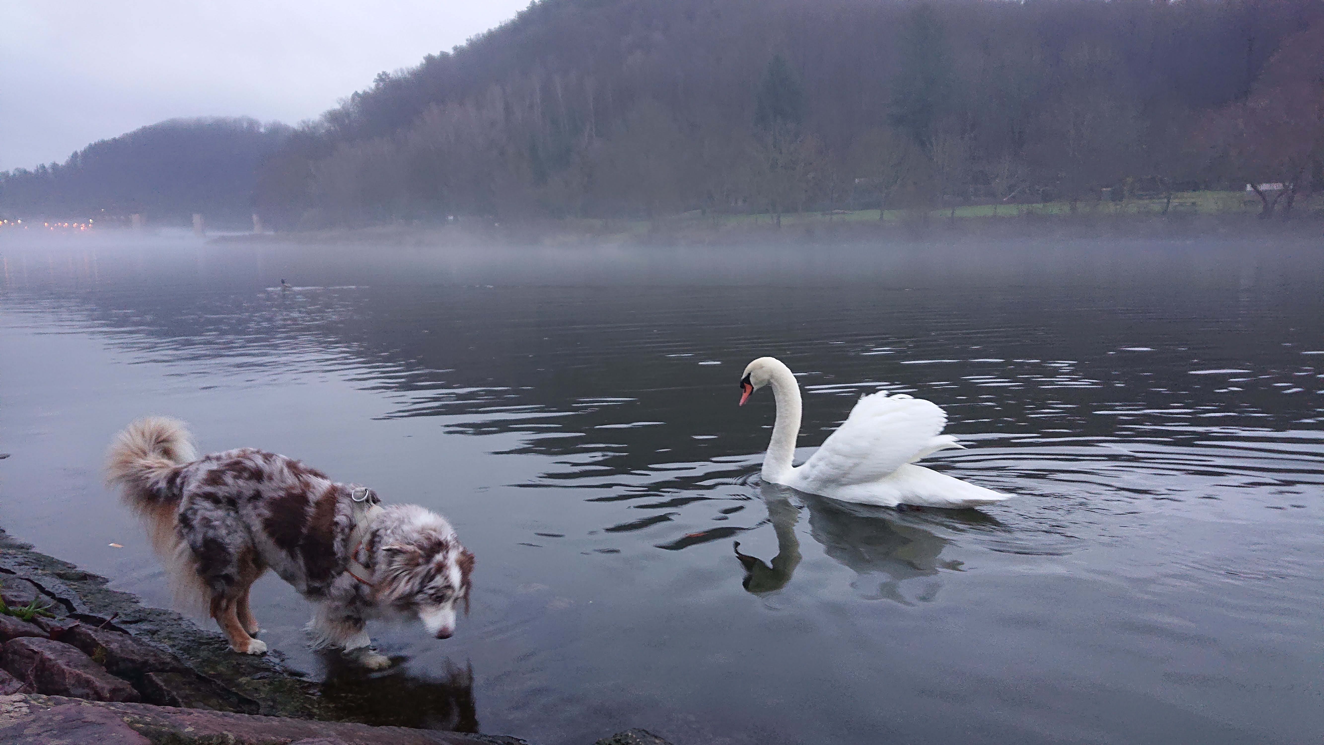 Amy beobachtet einen Schwan am ruhigen Wasser