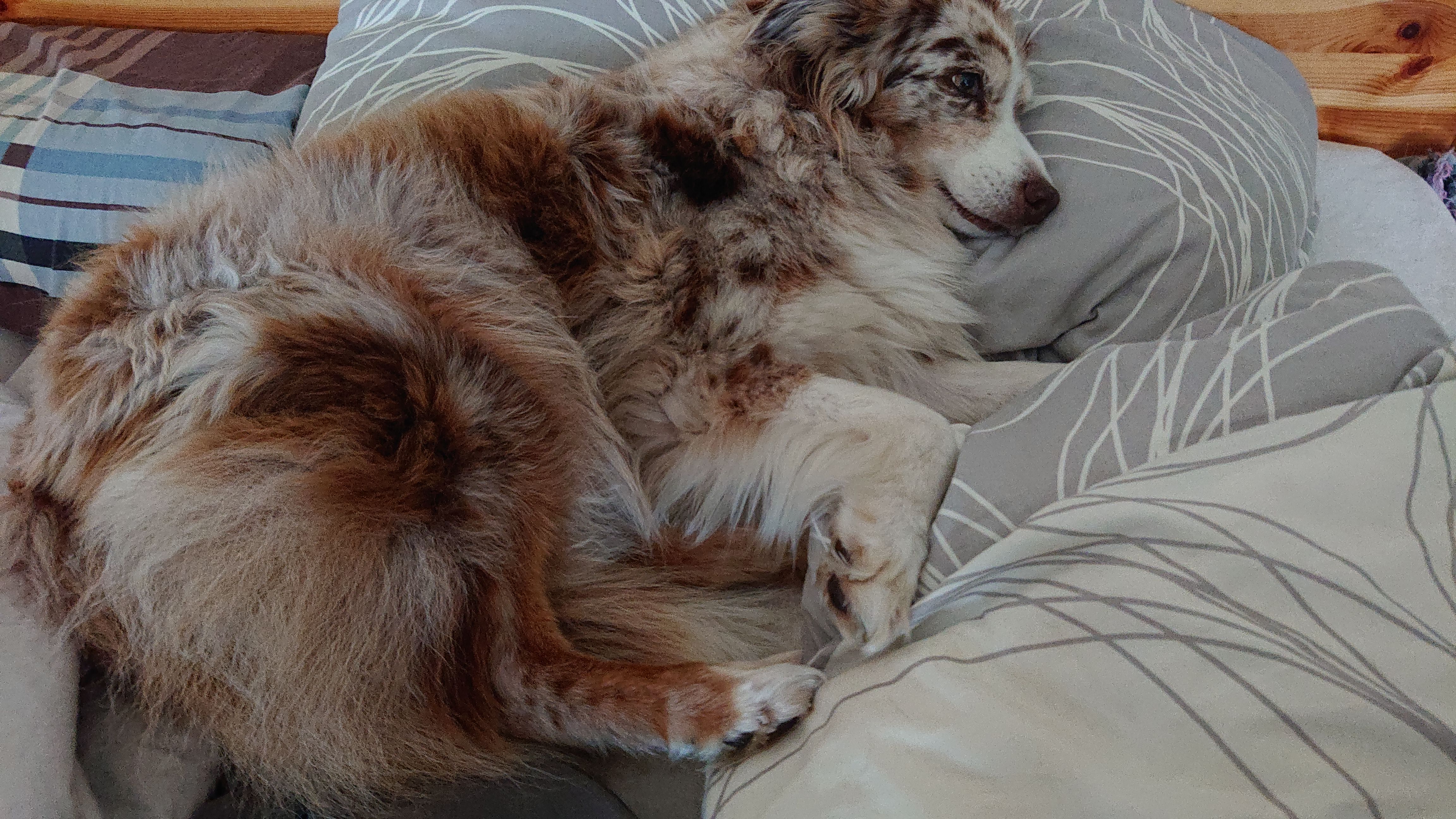 Amy schläft geborgen auf einem Bett