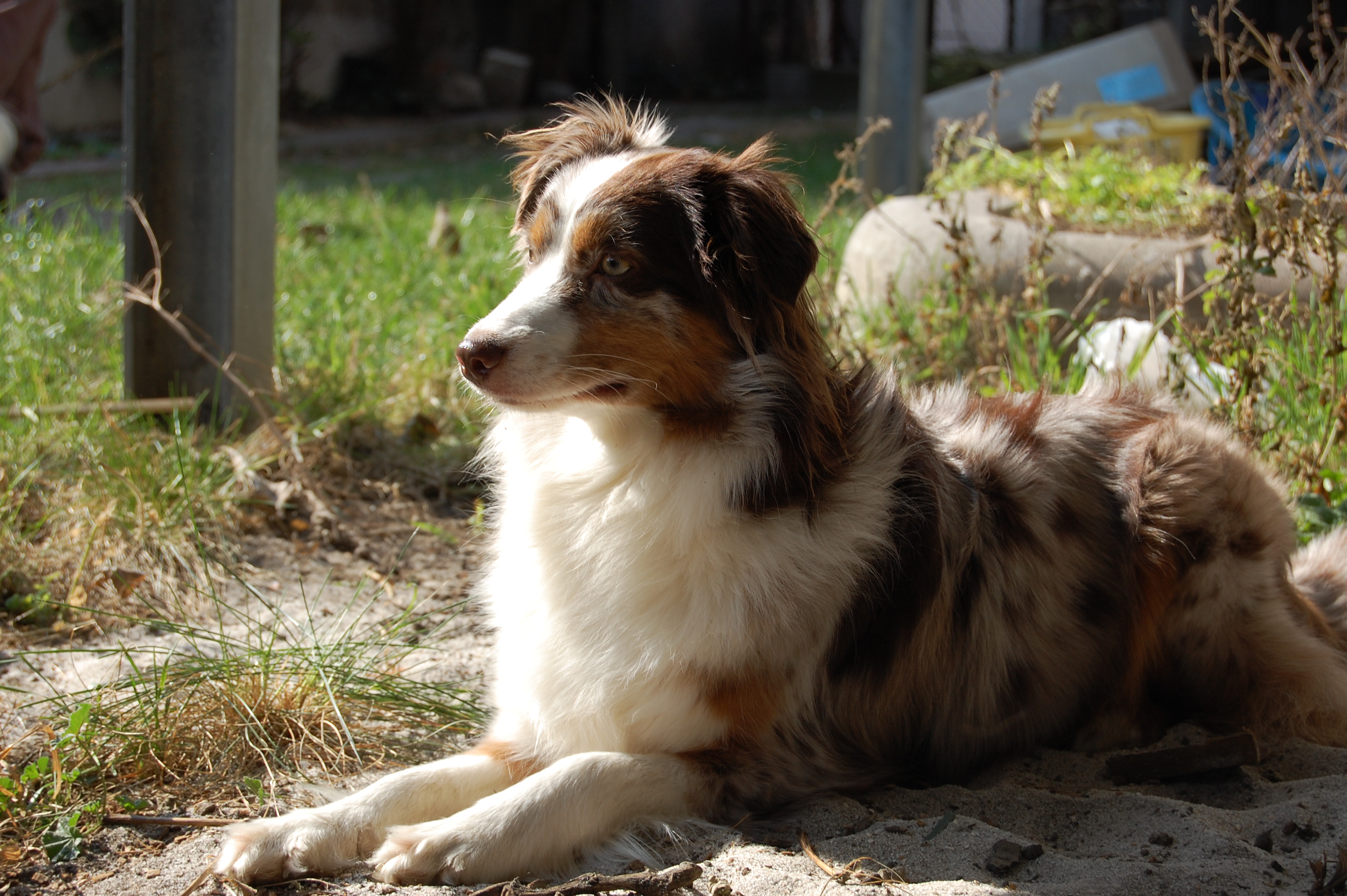 Amy liegt entspannt in der Sonne