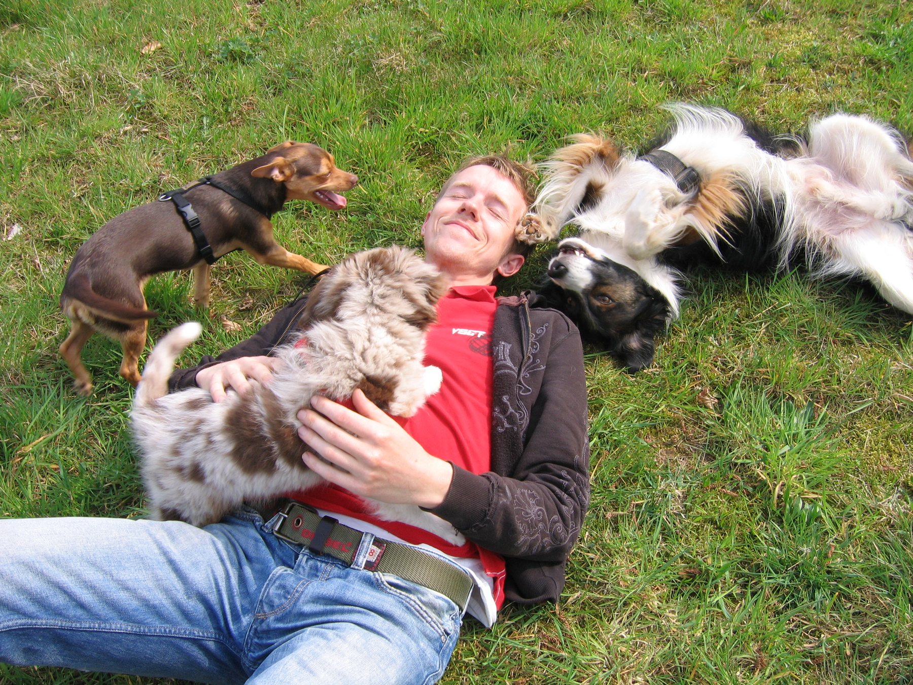Amy liegt mit ihrem Menschen und mehreren Hunden im Gras